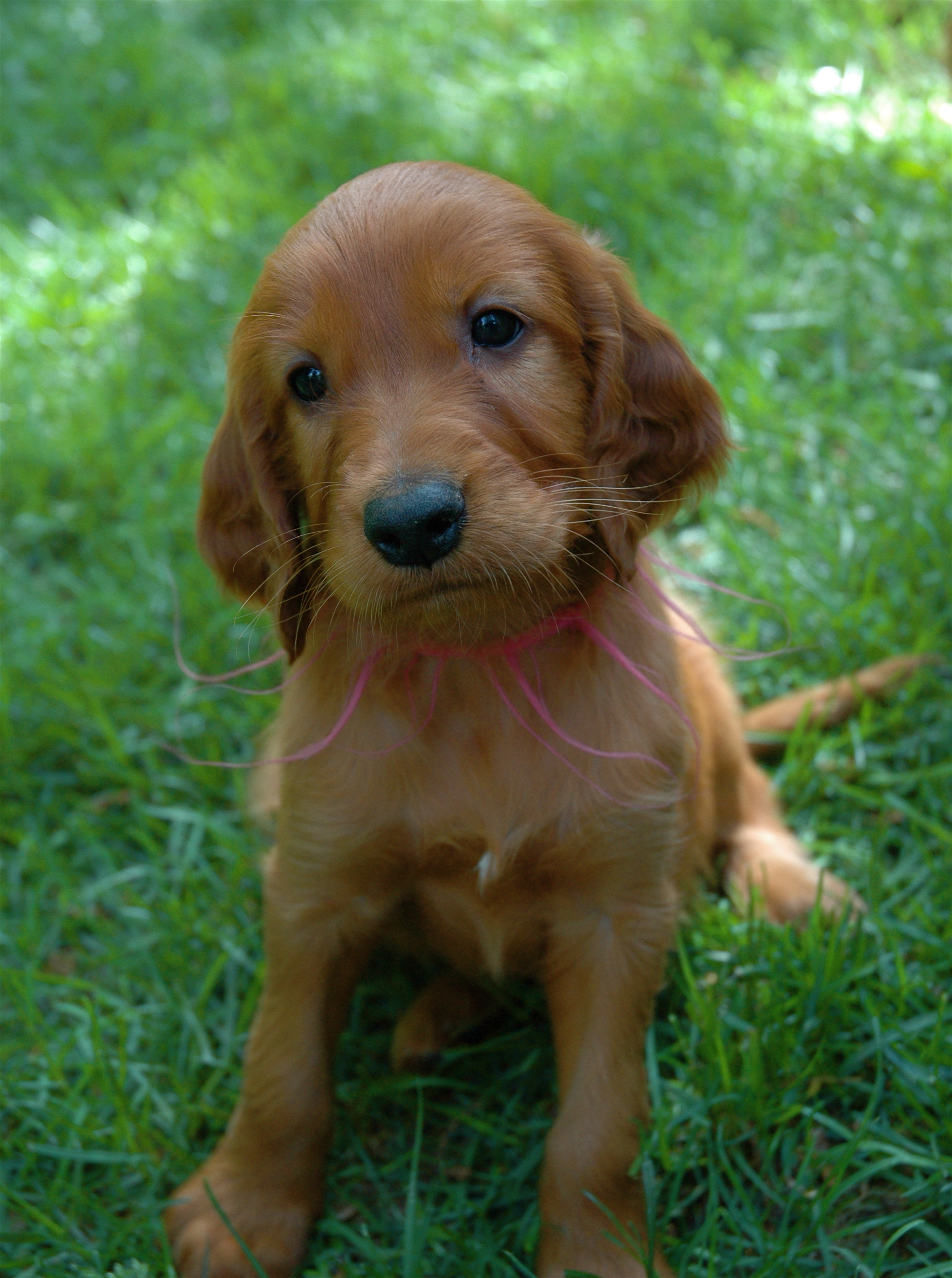 PUPPY CARE CENTER Irish Setter Puppies Puppy Care Center And The Dog 